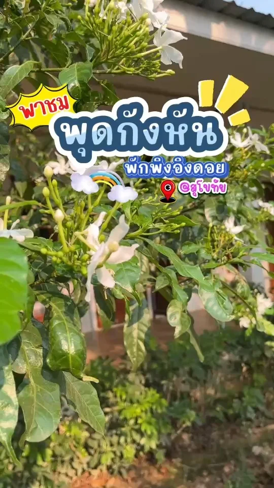 พาชม พุดกังหัน ที่พักพิงอิงดอย ดอกสีขาวเป็นแฉกๆคล้ายกังหันลม ออกดอกเป็นช่อ
