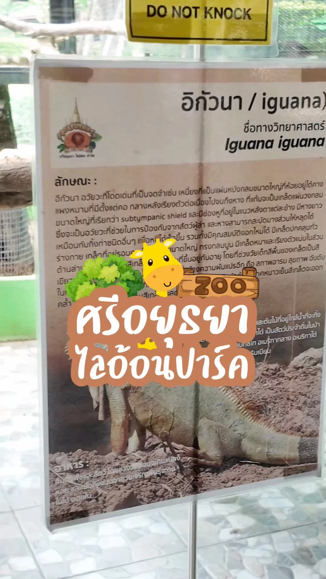 อิกัวน่า ตัวใหญ่ๆที่ศรีอยุธยาไลอ้อนปาร์ค จ.อยุธยา
