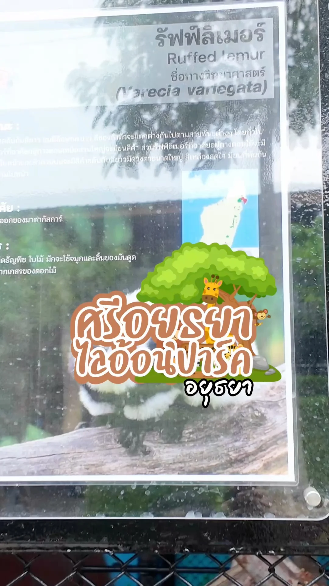 รัฟฟ์ลิเมอร์ ตัวเล็กๆน่ารัก ลายสวยที่ศรีอยุธยาไลอ้อนปาร์ค จ.อยุธยา