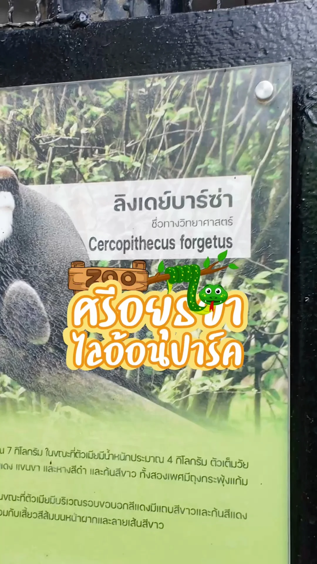 ลิงเดย์บาร์ซ่า ขี้อ้อนน่ารัก ที่ศรีอยุธยาไลอ้อนปาร์ค จ.อยุธยา