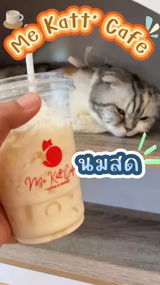 รีวิว นมสด ที่ Me Katt'Cafe อร่อยและสดชื่น แถมมีน้องแมวขนฟูๆจิบนมเป็นเพื่อนด้วย