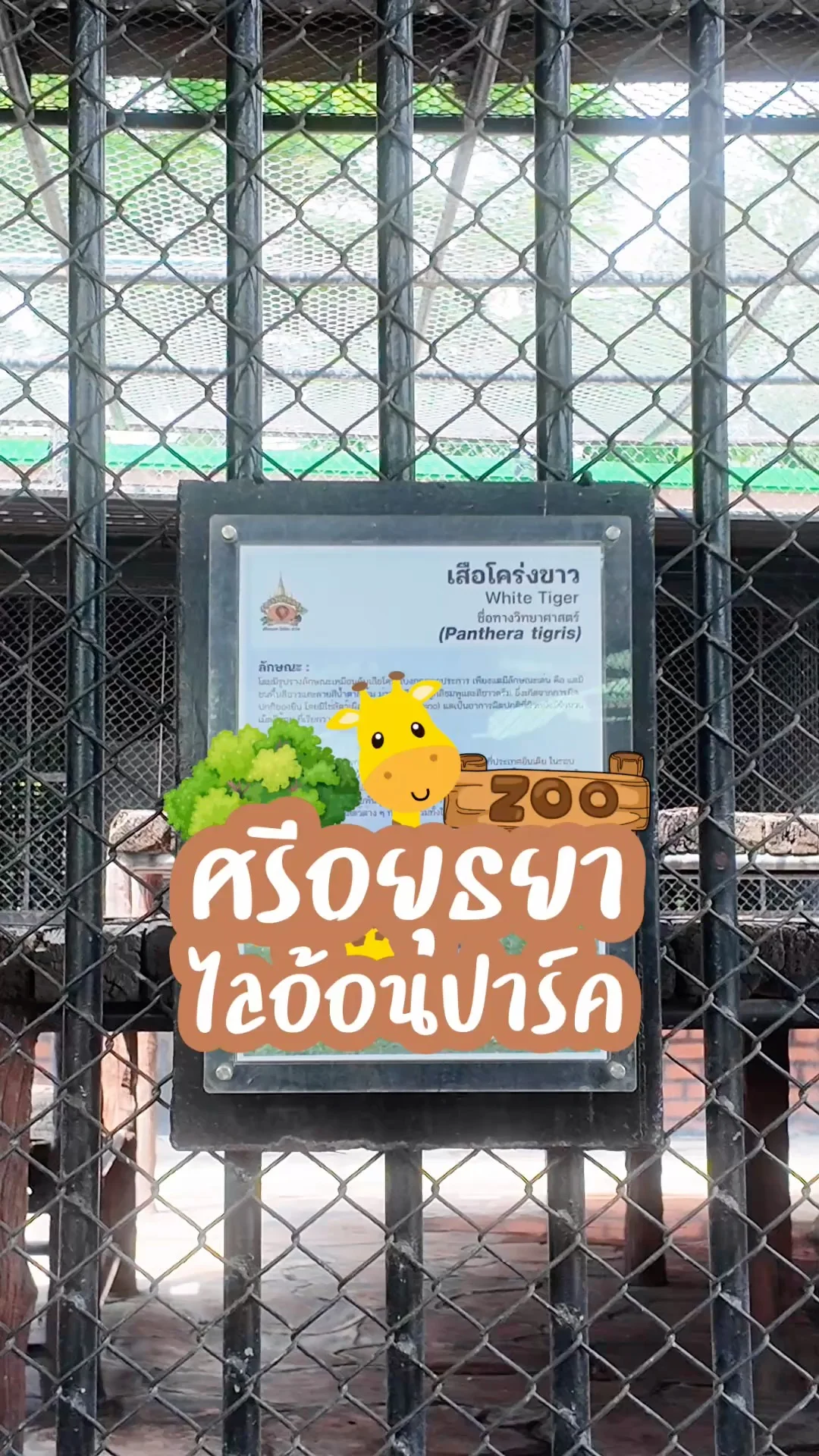 เสือโคร่งขาวเล่นน้ำแก้ร้อน ที่ศรีอยุธยาไลอ้อนปาร์ค จ.อยุธยา