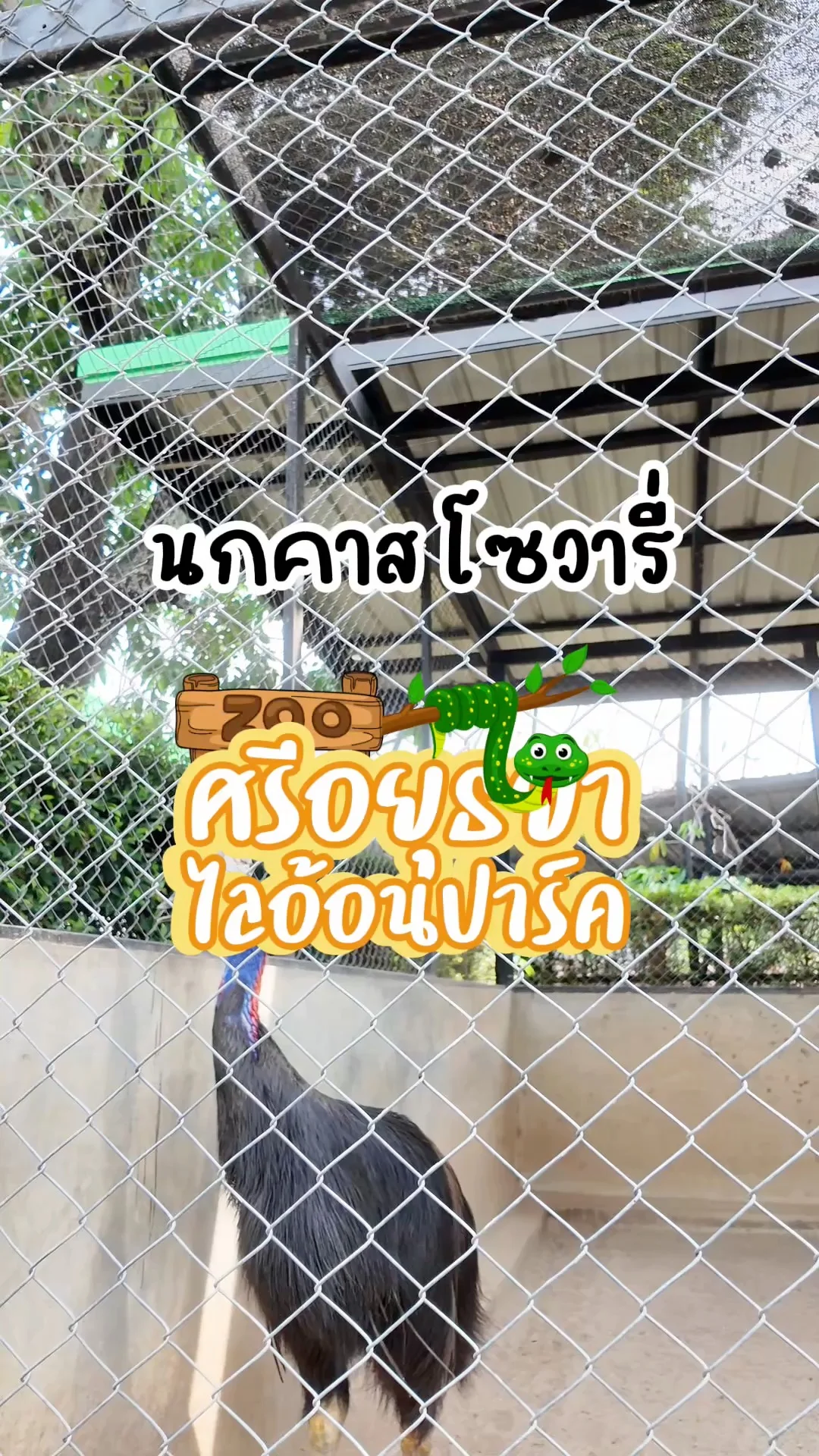 นกคาสโซวารี่ ตัวใหญ่สวยงามที่ศรีอยุธยาไลอ้อนปาร์ค จ.อยุธยา