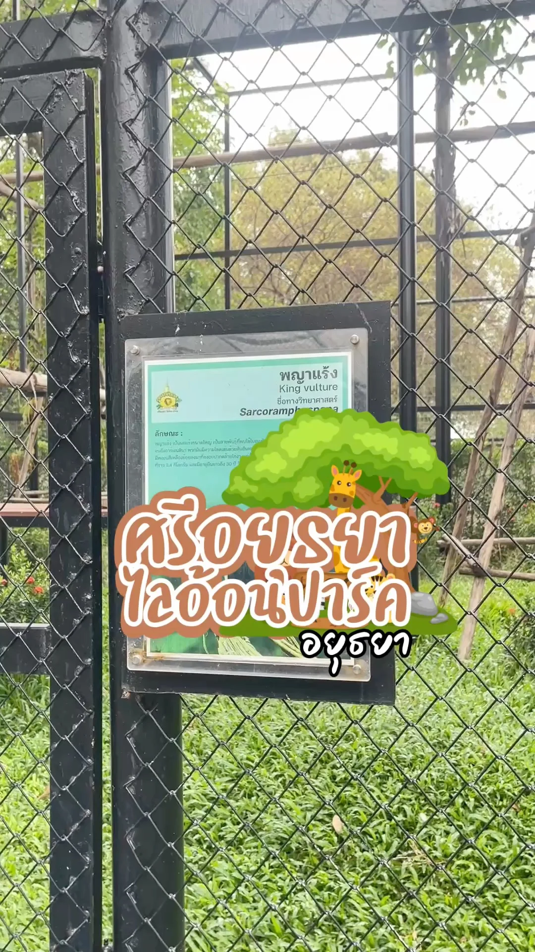 พญาแร้ง ใครไม่เคยเห็นมาดูได้ที่นี่ ศรีอยุธยาไลอ้อนปาร์ค จ.อยุธยา