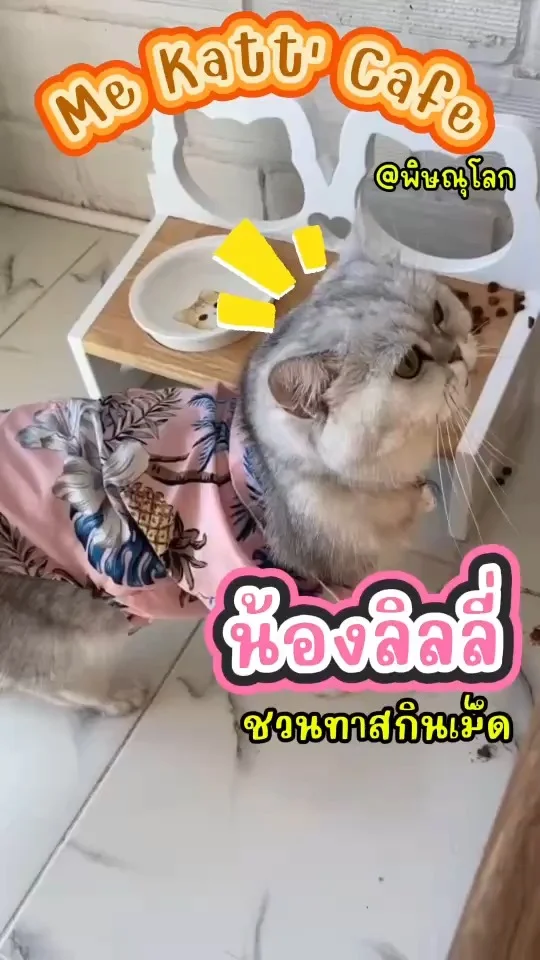 พาชม สาวหวาน น้องลิลลี่ มาชวนทาสกินเม็ดด้วยกัน ขนสีเทาปนขาว หน้าตาจิ้มลิ้มสุดๆ