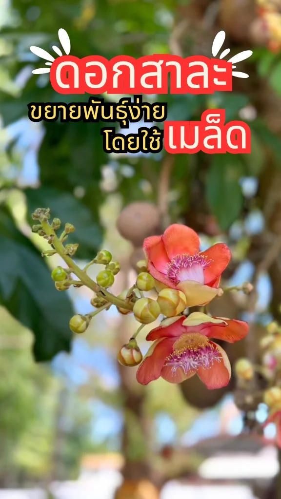 ชมต้นสาละลังกา ออกดอกเป็นช่อสวยงามมาก ขยายพันธุ์ง่ายด้วยเมล็ด