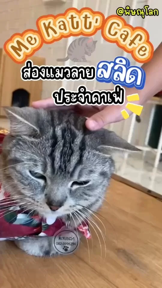 พาส่องแมวลายสลิด ประจำคาเฟ่ Me Katt'Cafe แมวลายในตำนาน ลวดลายเป็นริ้วที่สวยงาม