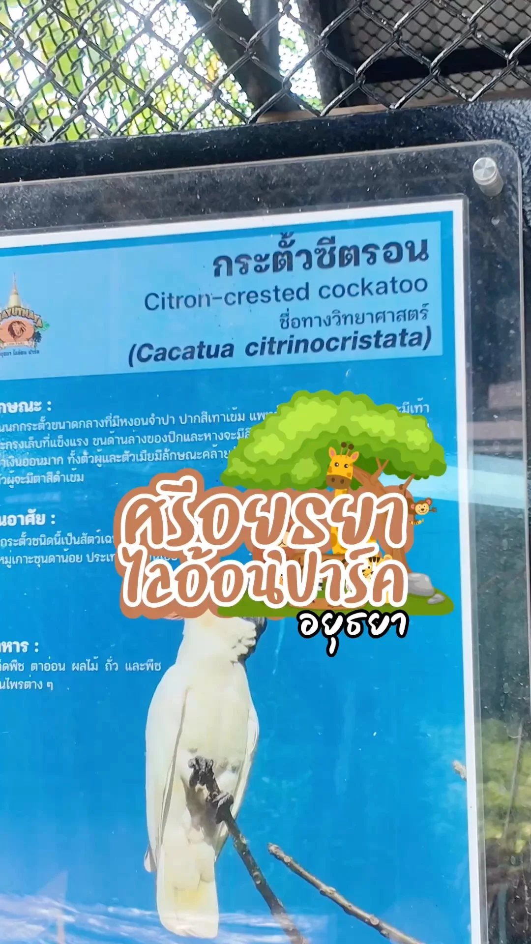 นกกระตั้วซีรอน ตัวขาวๆน่ารักๆศรีอยุธยาไลอ้อนปาร์ค จ.อยุธยา
