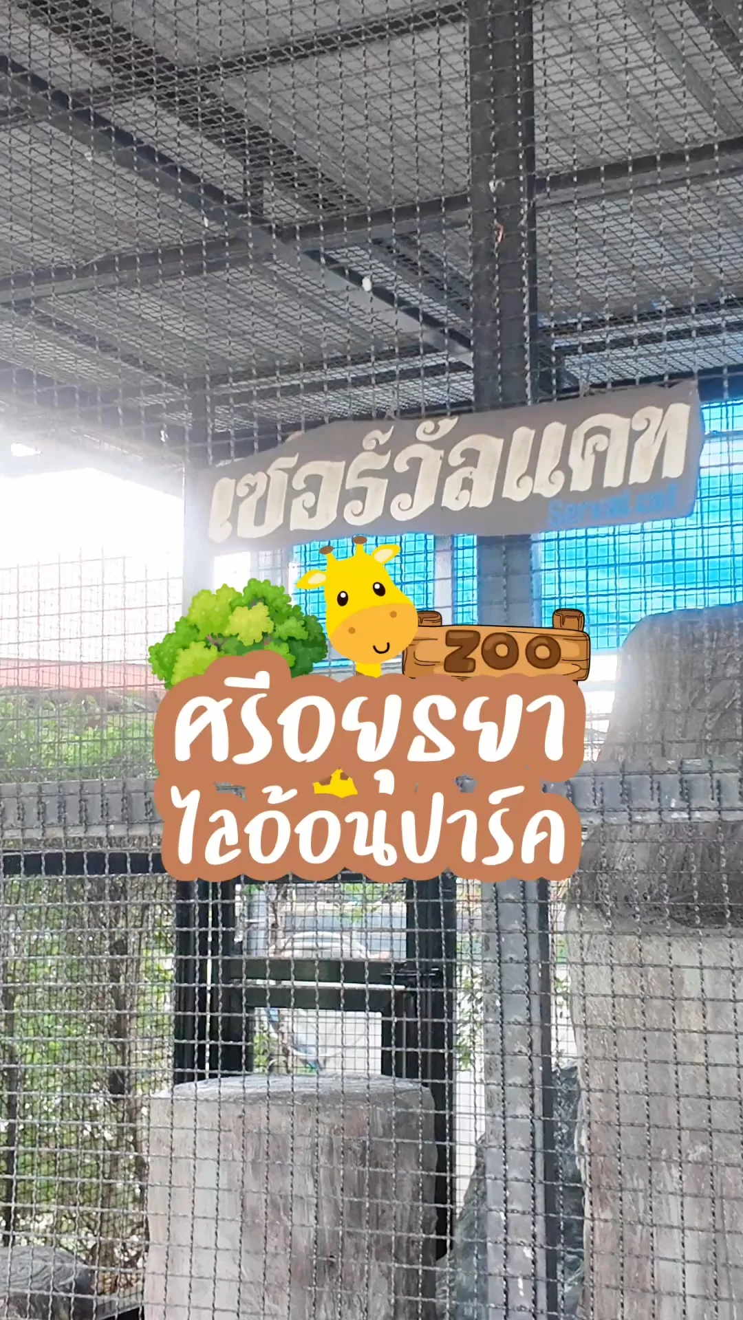 เซอร์วัลแคท แมวอะไรตัวใหญ่เหมือนเสือ ที่ศรีอยุธยาไลอ้อนปาร์ค จ.อยุธยา