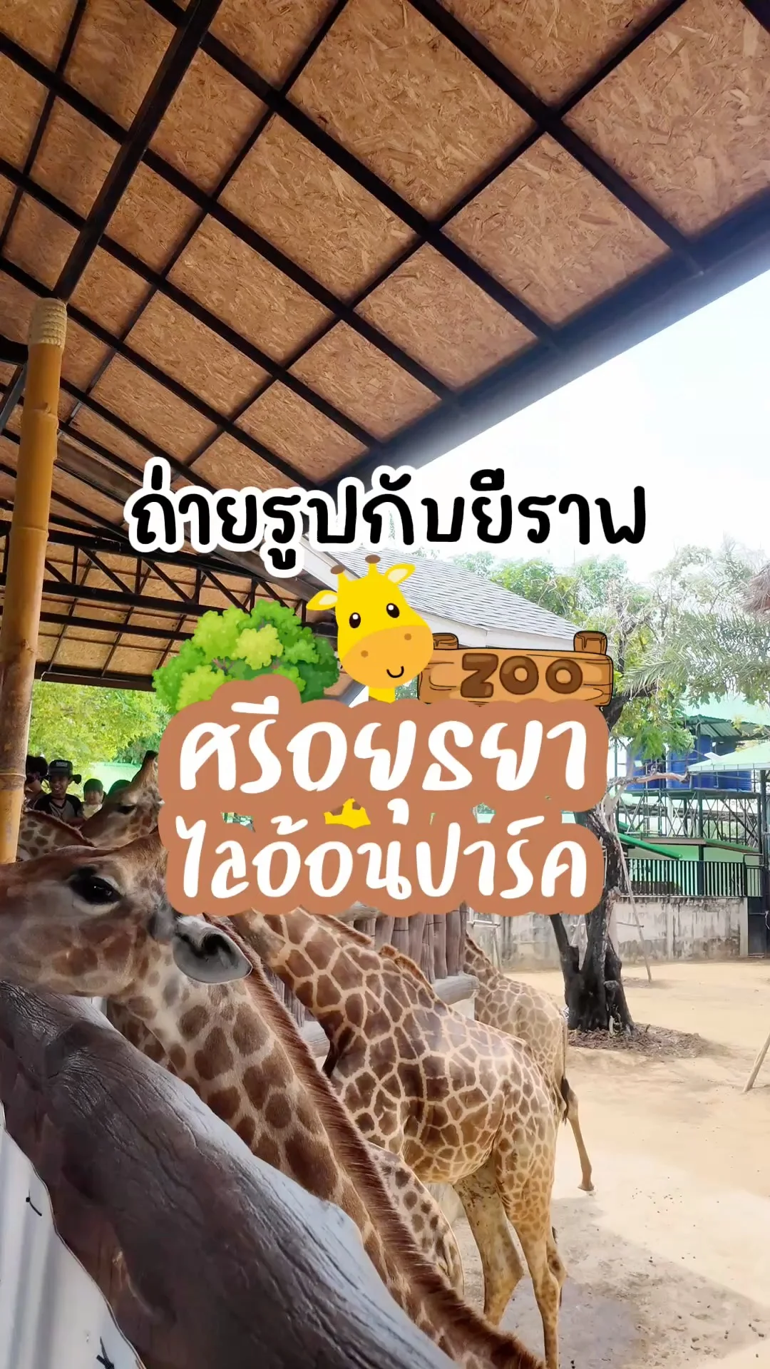 ถ่ายรูปกับยีราฟอย่างใกล้ชิด ที่ศรีอยุธยาไลอ้อนปาร์ค จ.อยุธยา