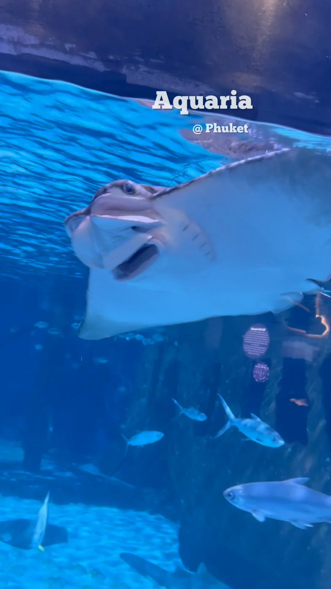 พาชม Aquari Phuket ดำดิ่งสู่โลกใต้ทะเล ที่เที่ยวภูเก็ต