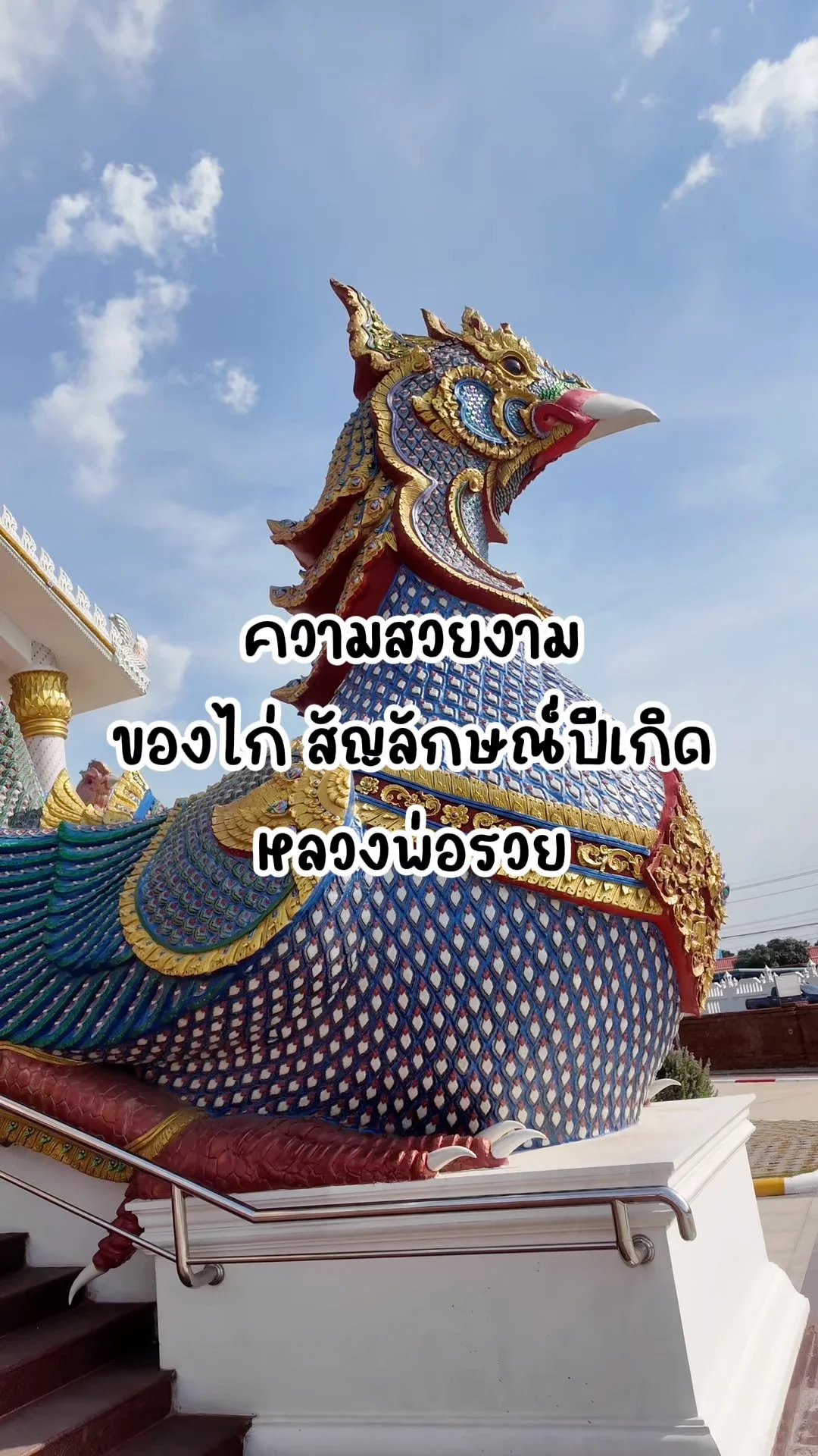 ความสวยงามของไก่สัญลักษณ์ปีเกิดของหลวงพ่อรวย วัดตะโก อยุธยา
