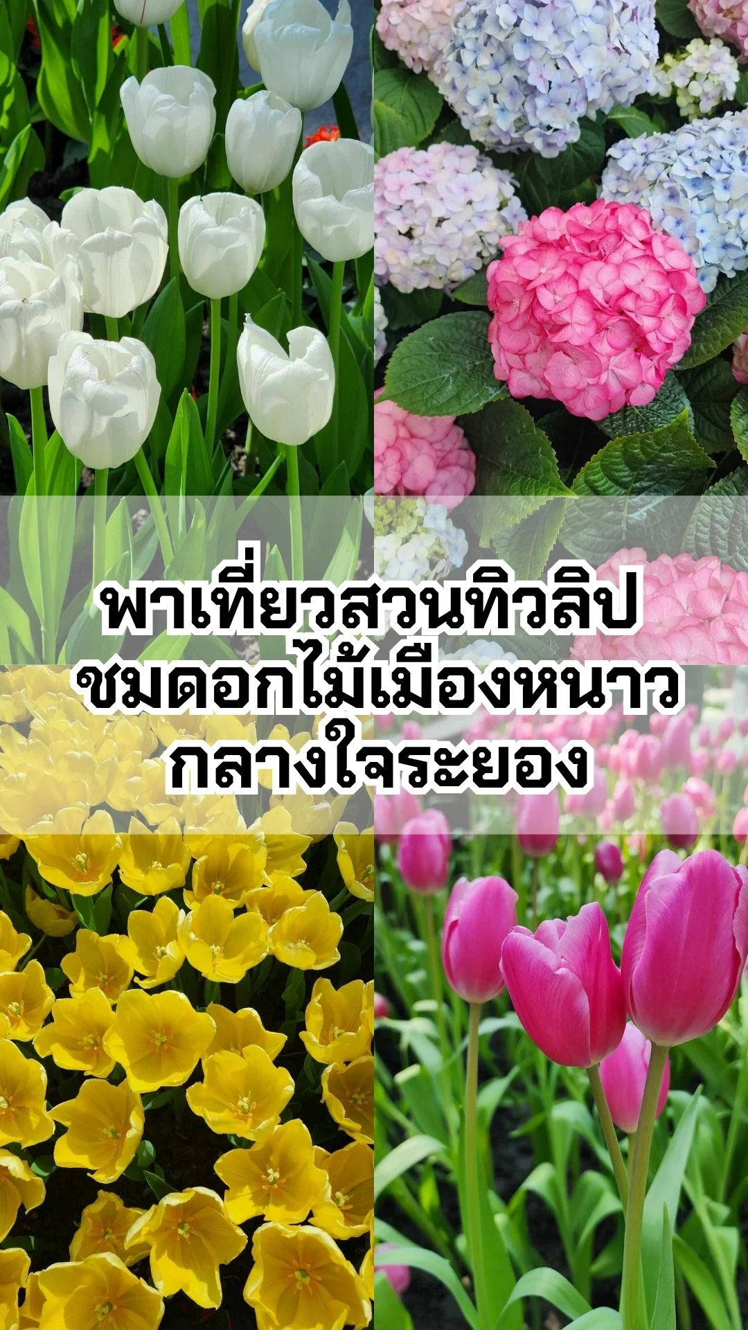 พาเที่ยวสวนทิวลิป ชมดอกไม้เมืองหนาว มาบตาพุด จ.ระยอง