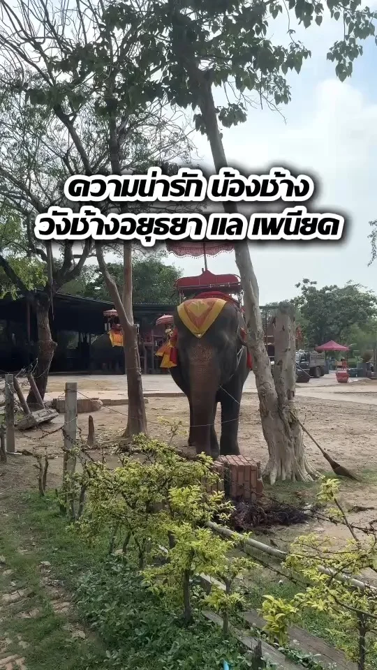 ความน่ารักของน้องช้าง ที่วังช้างอยุธยา แล เพนียด จ.อยุธยา