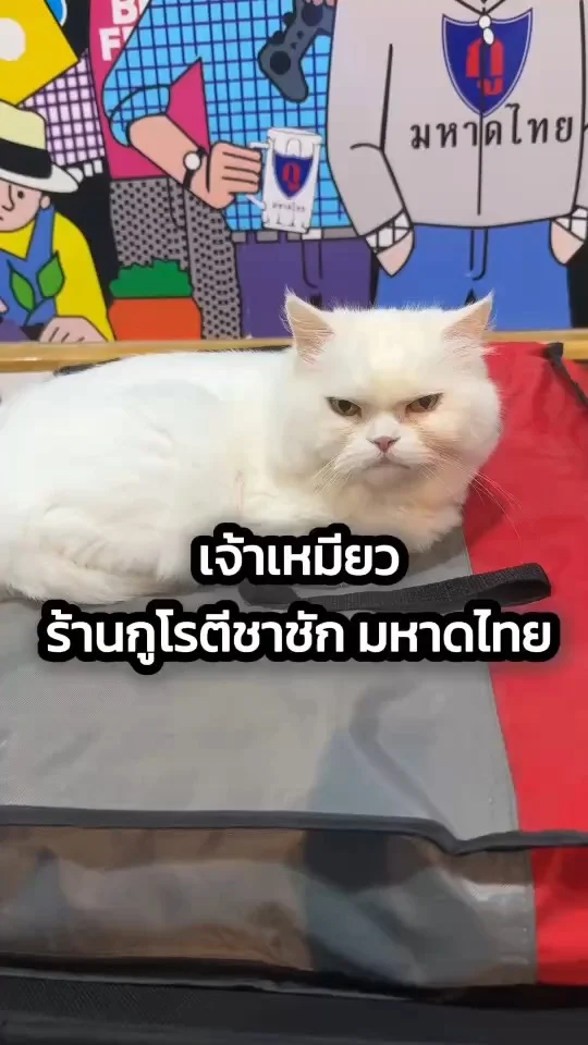 ชมความน่ารักเจ้าเหมียว ร้านกูโรตีชาชัก ซอยมหาดไทย น้อลสุดคิ้วขนสีขาวฟู