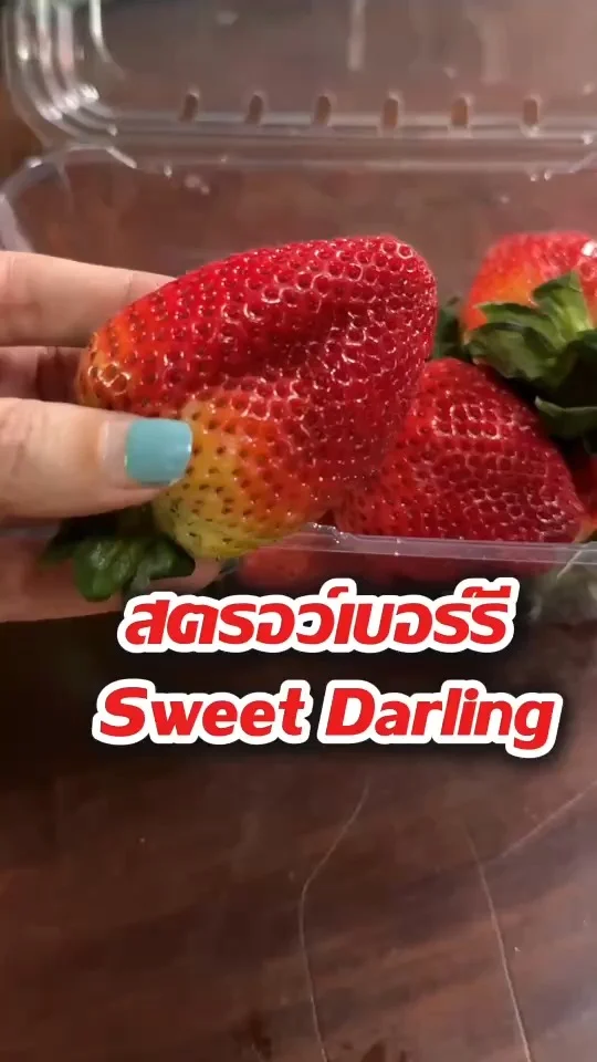 สตอว์เบอร์รี Sweet Darling ลูกใหญ่มาก หวานฉ่ำ ซื้อได้ที่โลตัส