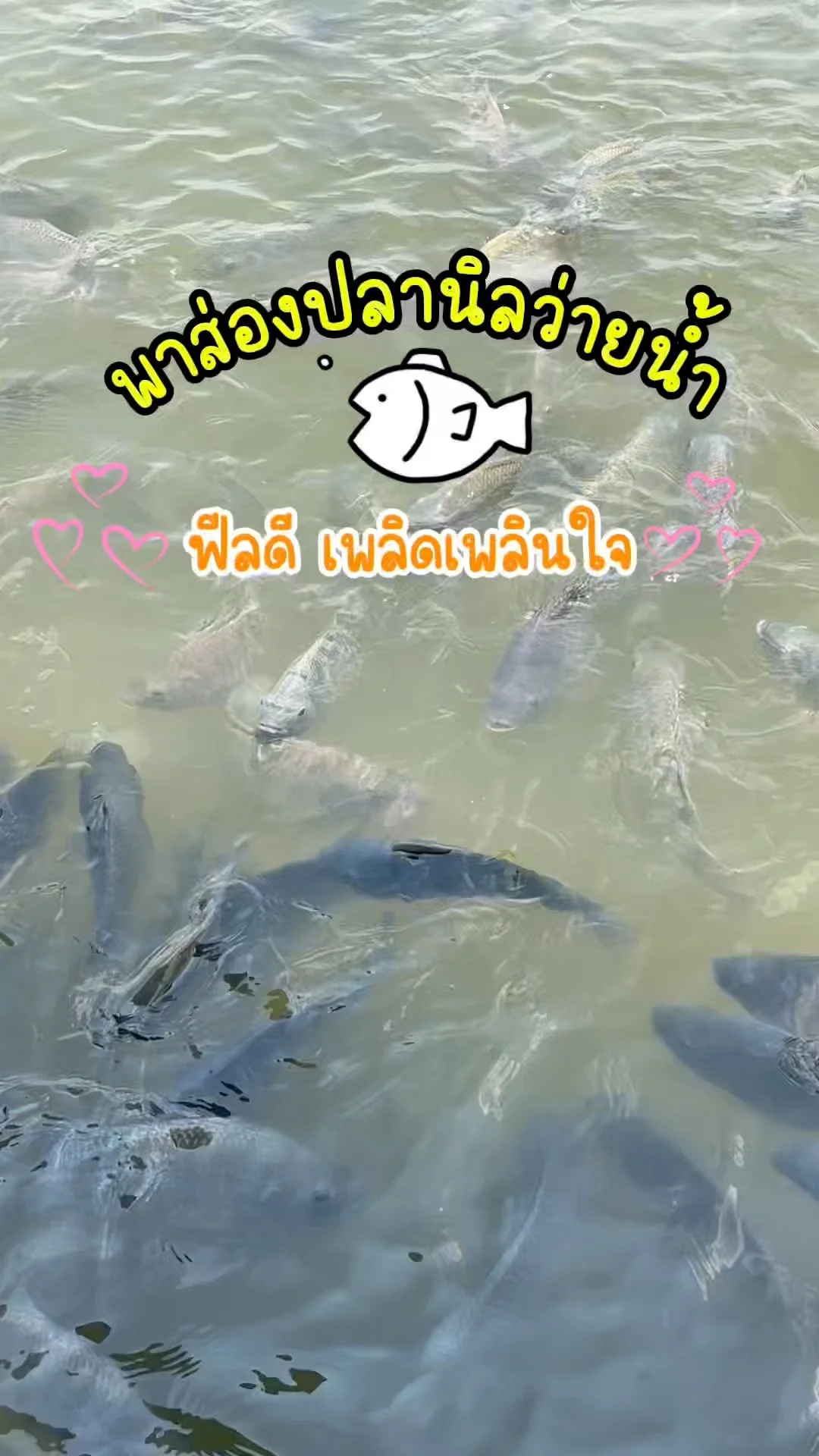 พาส่องปลานิลน่ารักๆ ฟีลดี เพลินเพลินใจ สัตว์โลกน่าเอ็นดูที่ห้ามมองข้าม