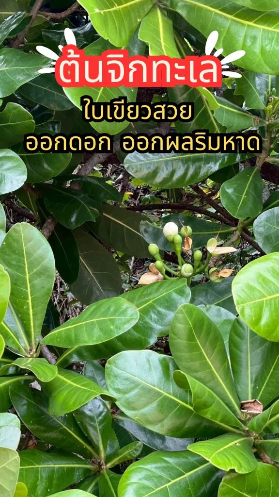 ชวนไปรู้จักต้นจิกทะเล ใบเขียวสวย ออกดอกออกผลริมทะเล ดูสดชื่น