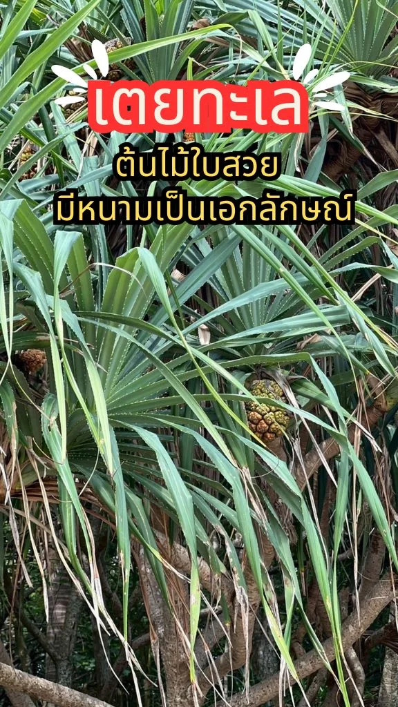 ต้นเตยทะเล ใบมีหนาม ออกผลคล้ายสับปะรดอยู่ริมทะเล ดูสวยงามแปลกตา