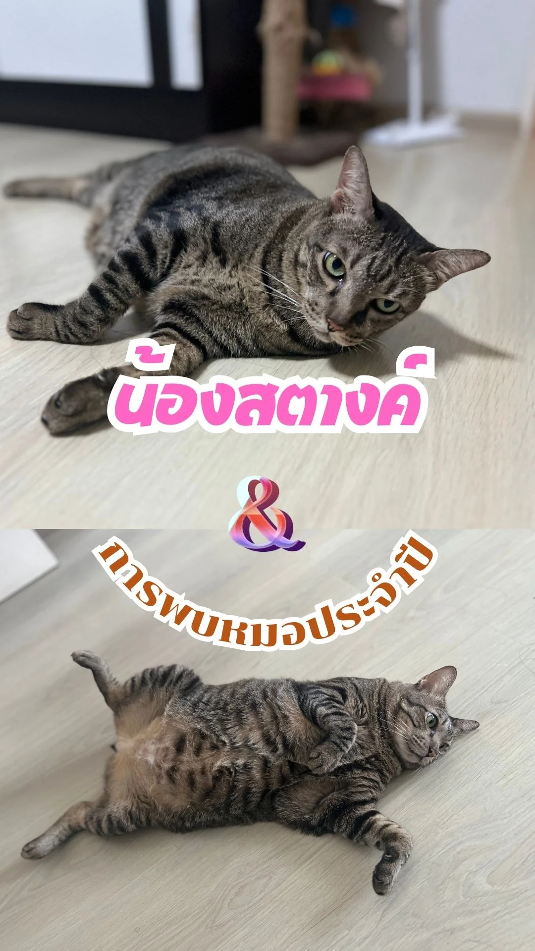 รีวิว พาน้องสตางค์ พบคุณหมอประจำปีเพื่อสุขภาพของแมวที่คุณรัก