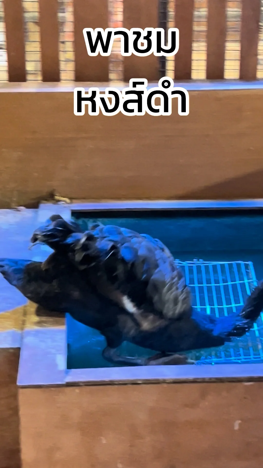 พาชม หงส์ดำ งาน THE ARK ตำนานเรือโนอาห์ ที่ซีคอนศรีนครินทร์