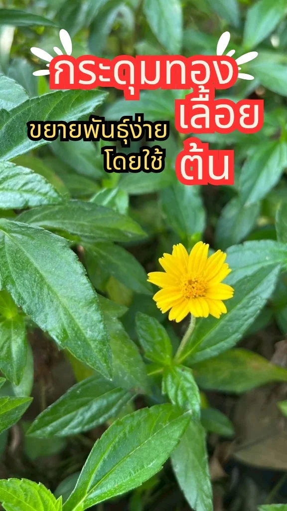 ต้นกระดุมทองเลื้อย ดอกสีเหลืองสวยมาก ออกดอกเยอะ ขยายพันธุ์ง่ายด้วยต้น
