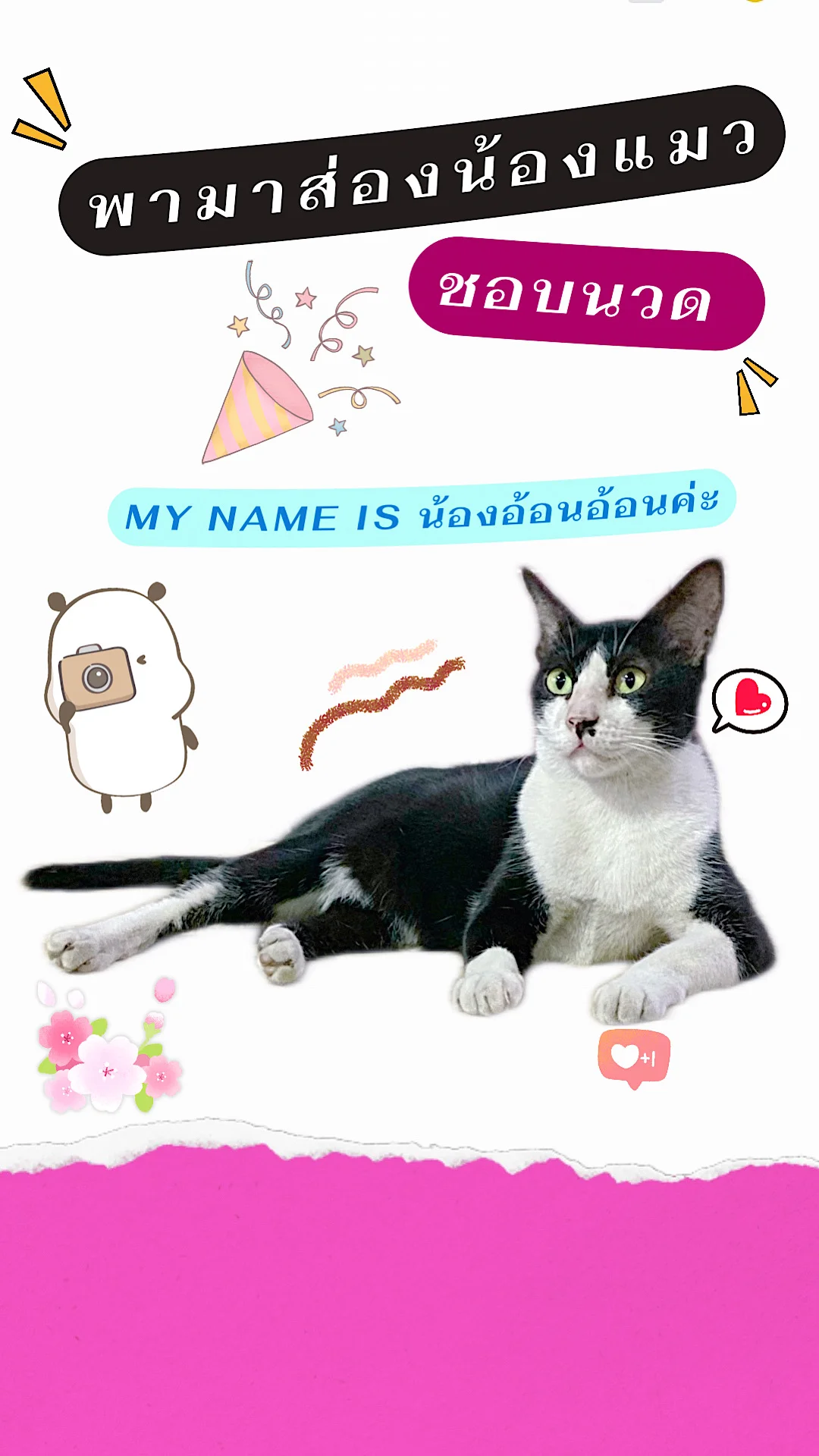 ส่องน้องแมวชอบนวด สัตว์เลี้ยงน่ารัก เจ้าแมวเหมียวตัวโปรดประจำบ้าน