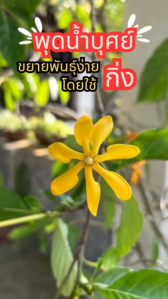 ต้นไม้ดอกหอม ต้นพุดน้ำบุศย์ ดอกสีเหลืองสวยมาก ขยายพันธุ์ง่ายด้วยต้น