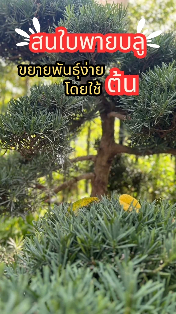 ต้นสนใบพายบลู ต้นสวยงามมีเสน่ห์ ใบเล็ก ๆ  ขยายพันธุ์ง่ายด้วยต้น
