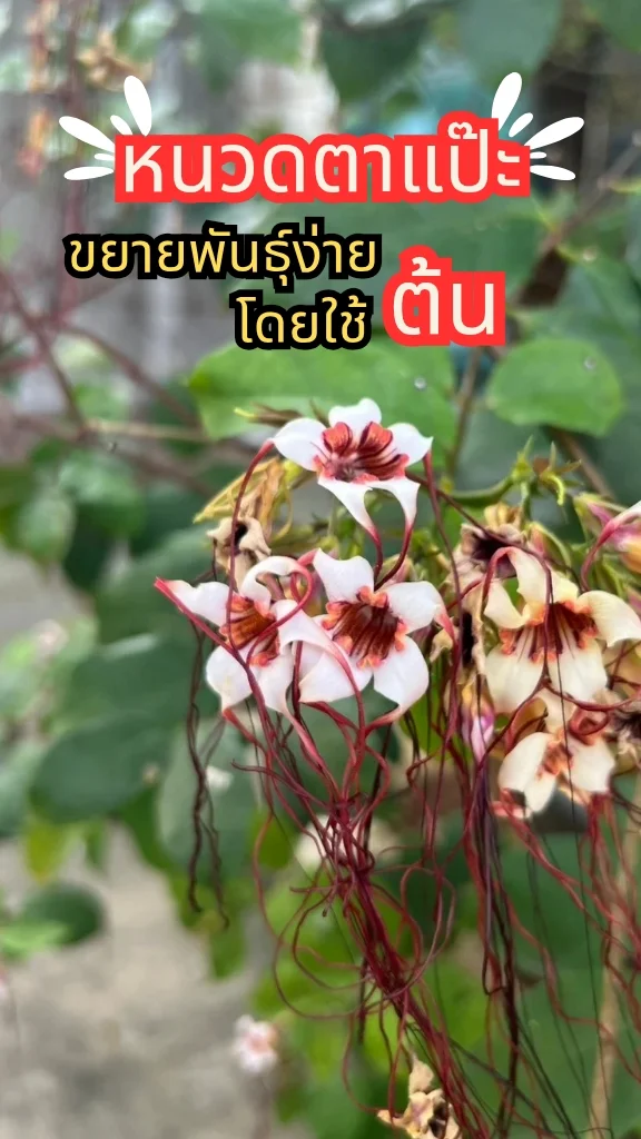 ต้นหนวดตาแป๊ะ ออกดอกเป็นช่อ ดอกสวยดูแปลกตา ขยายพันธุ์ง่ายด้วยการแยกต้น