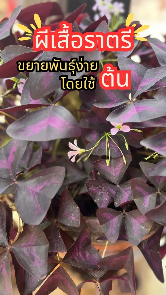ต้นผีเสื้อราตรี ใบสีม่วงสวย ดอกสีชมพูสวยงามมีเสน่ห์ ขยายพันธุ์ง่ายด้วยต้น