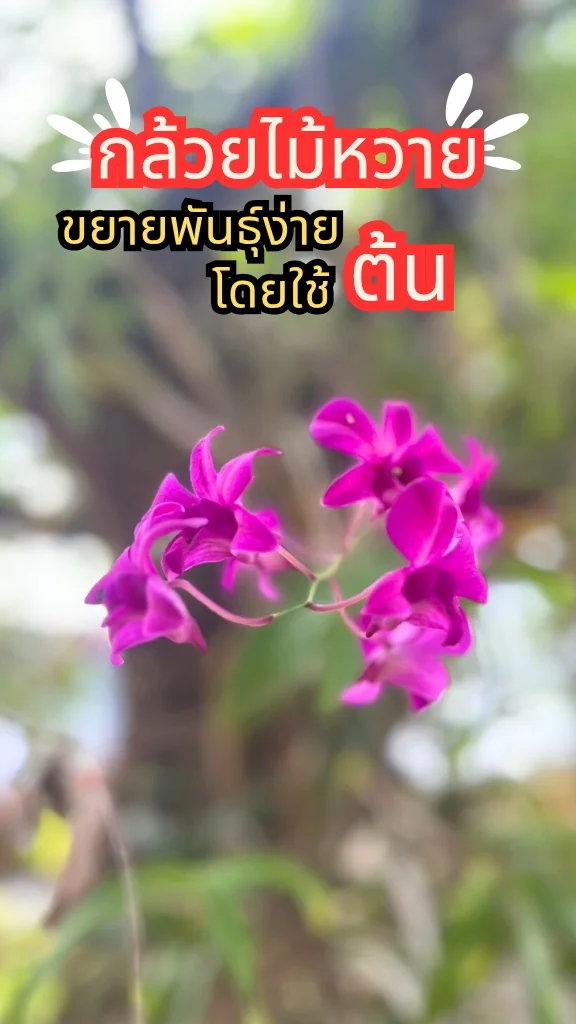 กล้วยไม้หวาย ดอกสีชมพูสวยมาก ออกดอกเป็นช่อตลอดปี ขยายพันธุ์ง่ายด้วยต้น