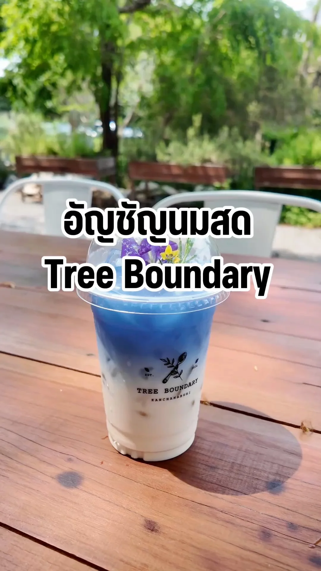 อัญชัญนมสด หวาน หอม กลมกล่อม Tree Boundary กาญจนบุรี
