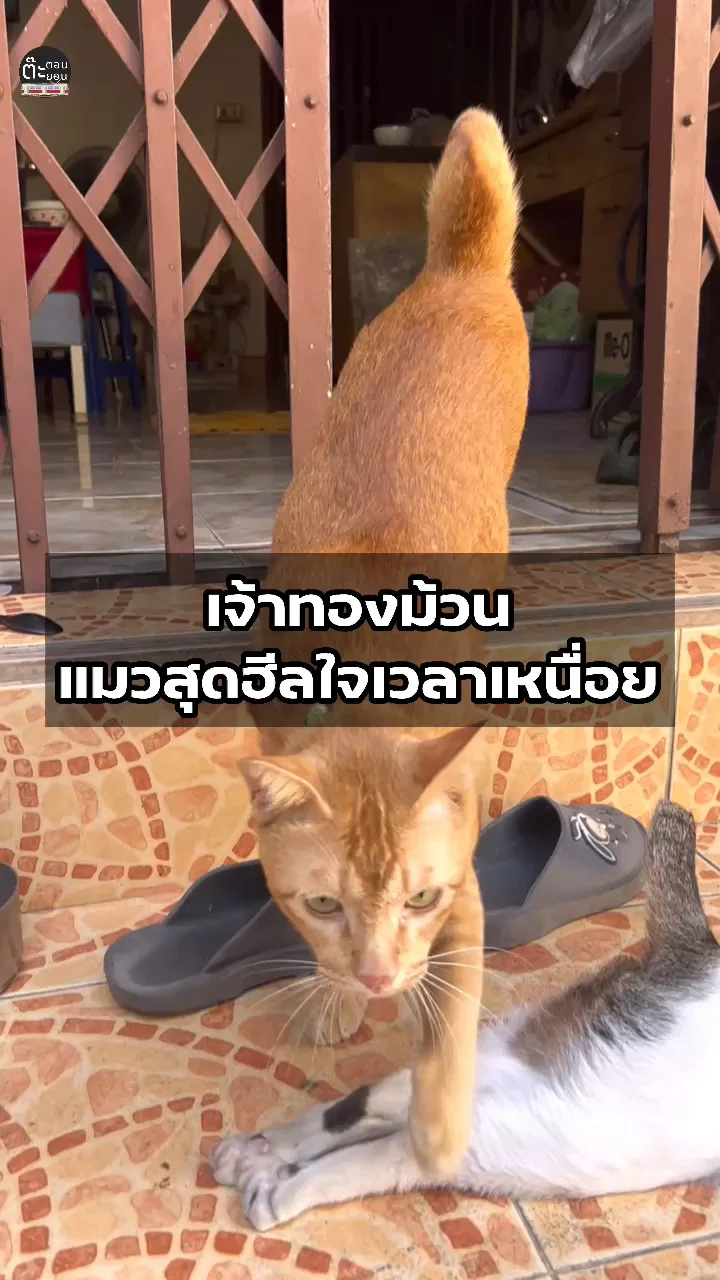 มาดูเจ้าทองม้วน แมวส้ม ตัวน้อยแสนจะฮีลใจสุดๆ