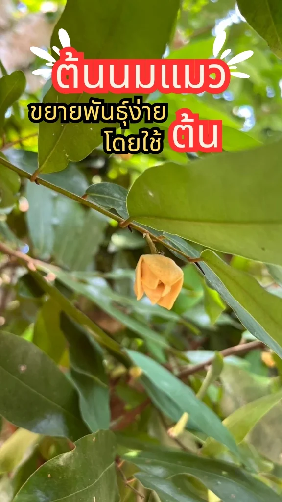 ต้นไม้ดอกหอม ต้นนมแมว ดอกสีเหลืองสวยมาก ขยายพันธุ์ง่ายด้วยต้น