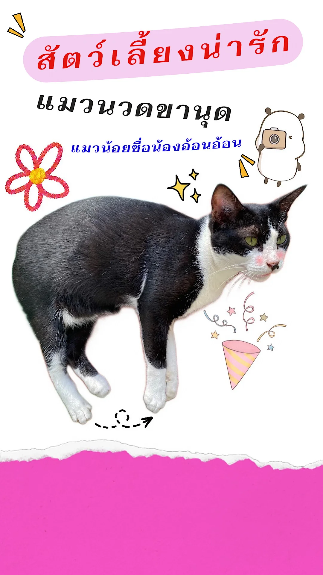 สัตว์เลี้ยงน่ารัก แมวนวดขานุด พฤติกรรมแมวน่ารัก ๆ น้องแมวชอบนวด