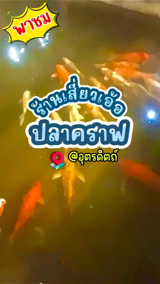 พาชมปลาคราฟ ร้านเสี่ยวเอ้อ ที่อุตรดิตถ์ ว่ายน้ำสีสันสวยงาม