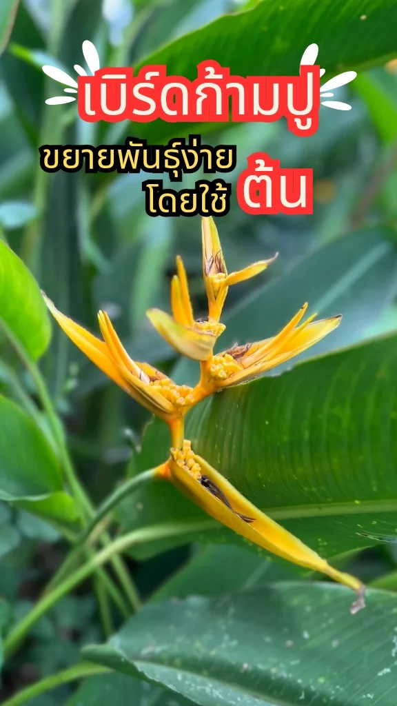 ต้นเบิร์ดก้ามปู ดอกสีเหลืองสวยมาก ออกดอกเยอะ ปลูกง่าย ขยายพันธุ์ง่ายด้วยต้น