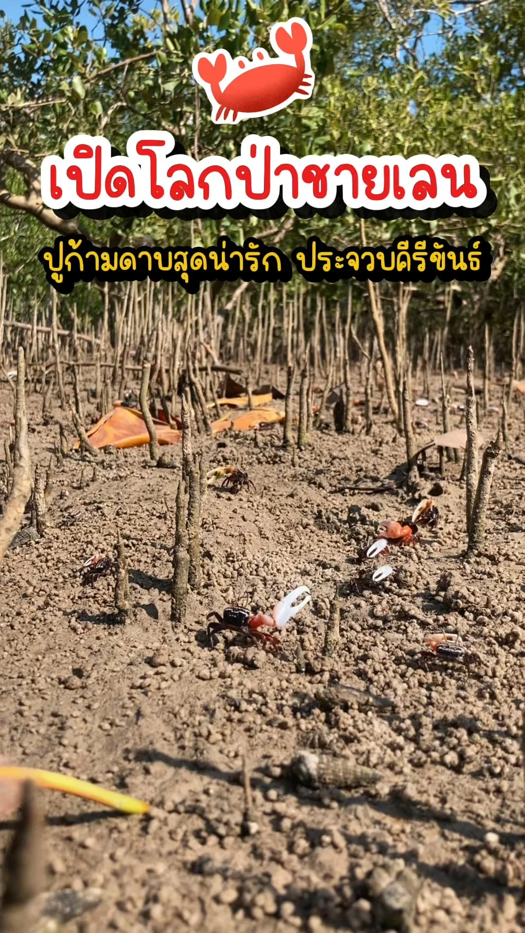 เปิดโลกป่าชายเลน พบปูก้ามดาบสุดน่ารัก ประจวบคีรีขันธ์