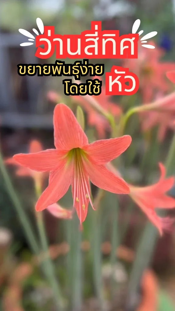 ชมต้นว่านสี่ทิศ ดอกส้ม ออกดอกเป็นช่อสวยงามมาก ขยายพันธุ์ง่ายหัวใต้ดิน