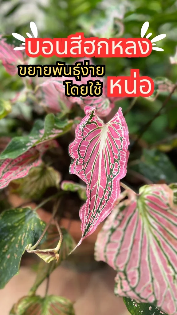 ต้นบอนสีฮกหลง ต้นไม้มงคล ใบสีชมพูสวยมาก ขยายพันธุ์ด้วยหน่อ ง่าย ๆ