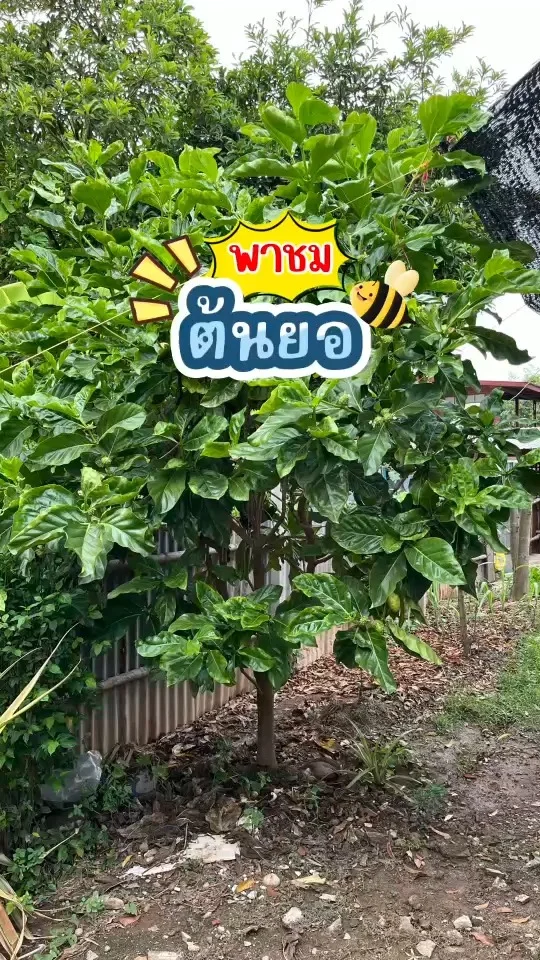 พาชม ต้นยอ ใบสีเขียวเป็นมันมีลายเส้นที่ชัดเจน ต้นไม่สูงมาก ที่ผลมีดอกเล็กๆสีขาว