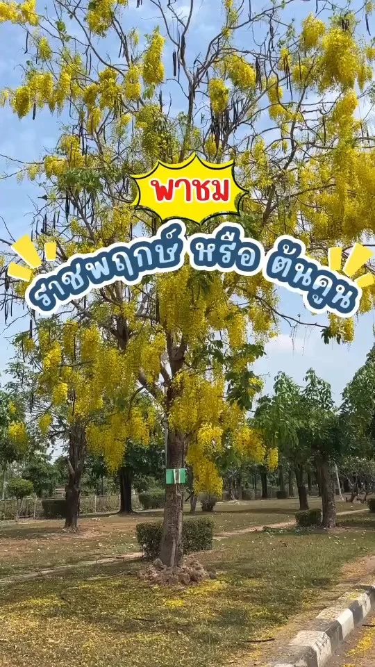 พาชม ต้นราชพฤกษ์ หรือ ต้นคูน ดอกสีเหลืองเป็นพวงสวยงามมาก มีฝักที่ยาวและแข็ง