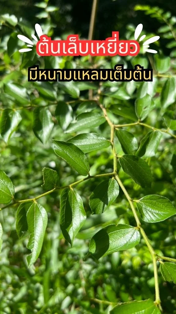 ต้นเล็บเหยี่ยว มีหนามทั้งต้น หนามแหลมมาก ต้นไม้ที่ควรถอยห่าง ไม่ควรเข้าใกล้