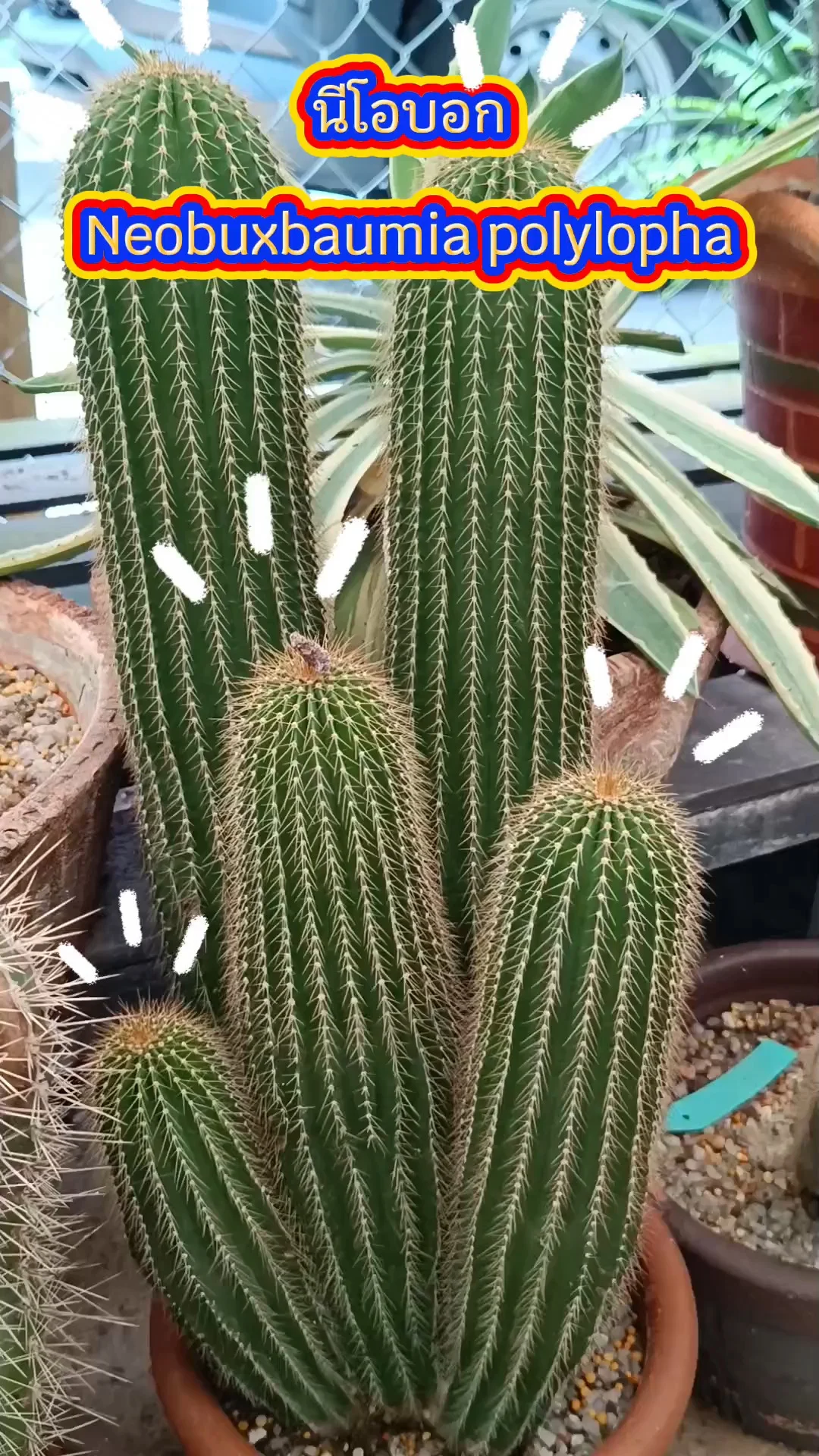 แนะนำ Neobuxbaumia polylopha แคคตัส เลี้ยงง่าย เหมาะสำหรับมือใหม่หัดเลี้ยง
