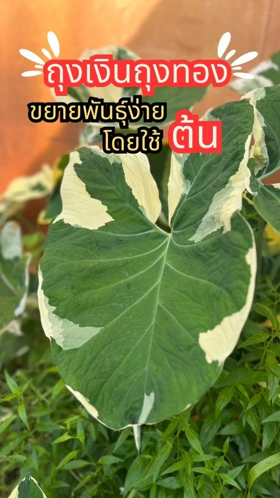 ต้นถุงเงินถุงทอง ต้นไม้มงคล ใบสีเขียวลายขาวทองสวยมาก ขยายพันธุ์ด้วยต้นง่าย ๆ