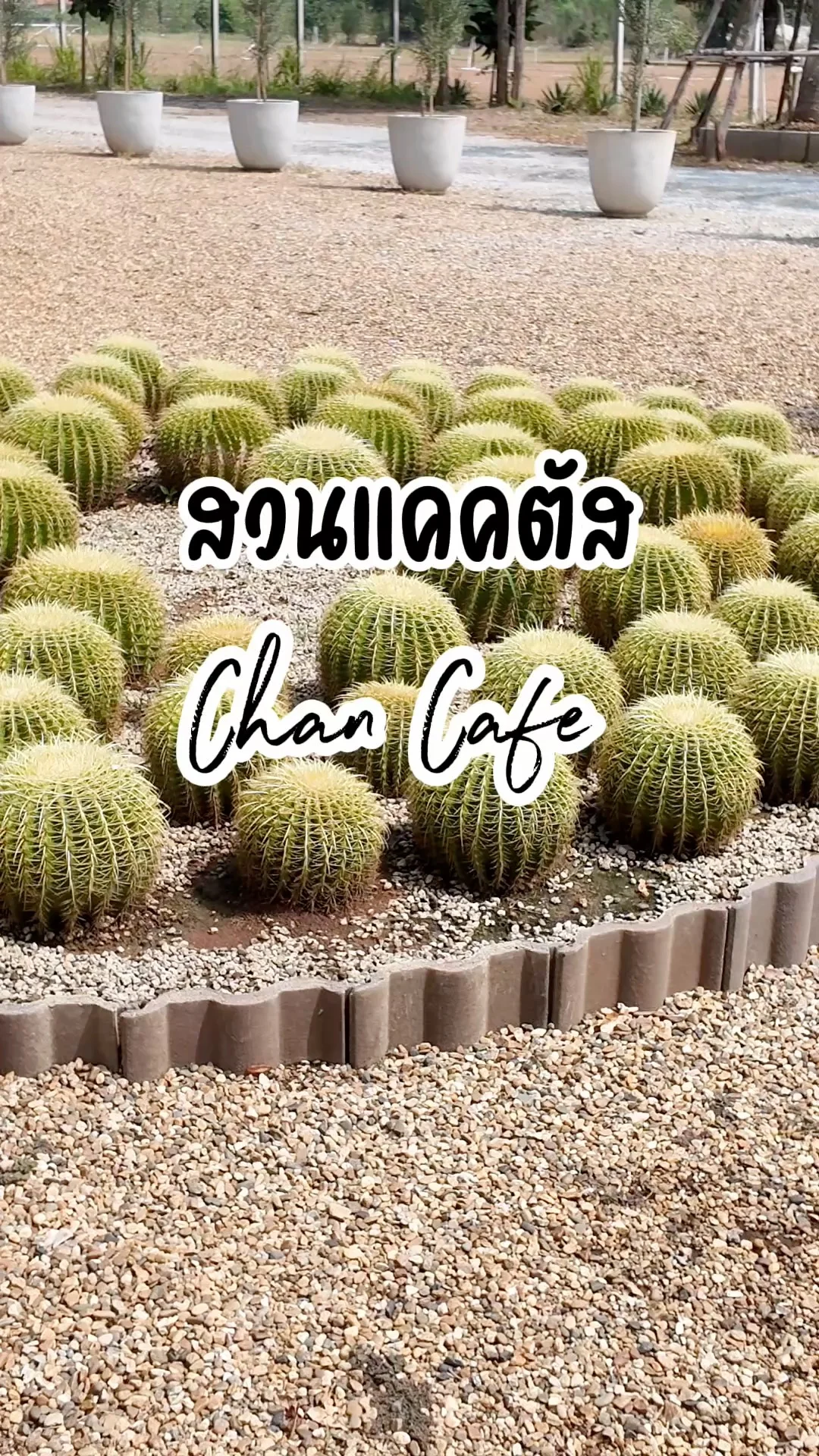 ชมสวนแคคตัสสวยๆที่ Chan Cafe กาญจนบุรี เดินเล่นเพลิน ๆ