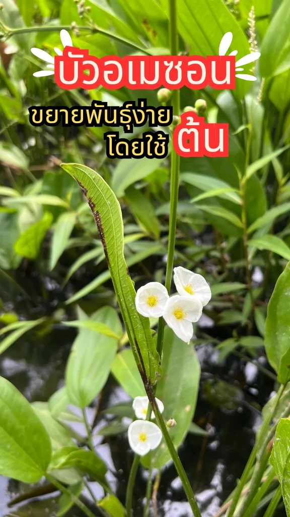 ต้นบัวอเมซอน ดอกสีขาวสวยมาก ไม้น้ำ ออกดอกเยอะตลอดปี ขยายพันธุ์ง่ายด้วยต้น