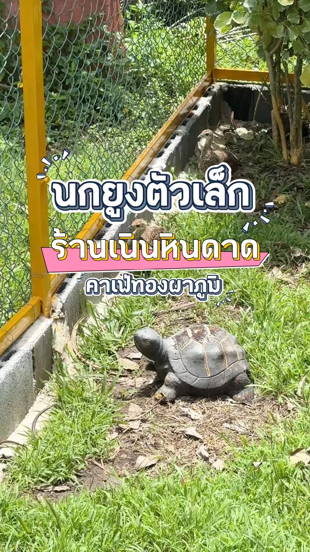 นกยูงน้อย ร้านเนินหินดาด คาเฟ่ทองผาภูมิ ไอต้าวตัวเล็กกระปุ๊กกระปิ๊ก ที่เมืองกาญ