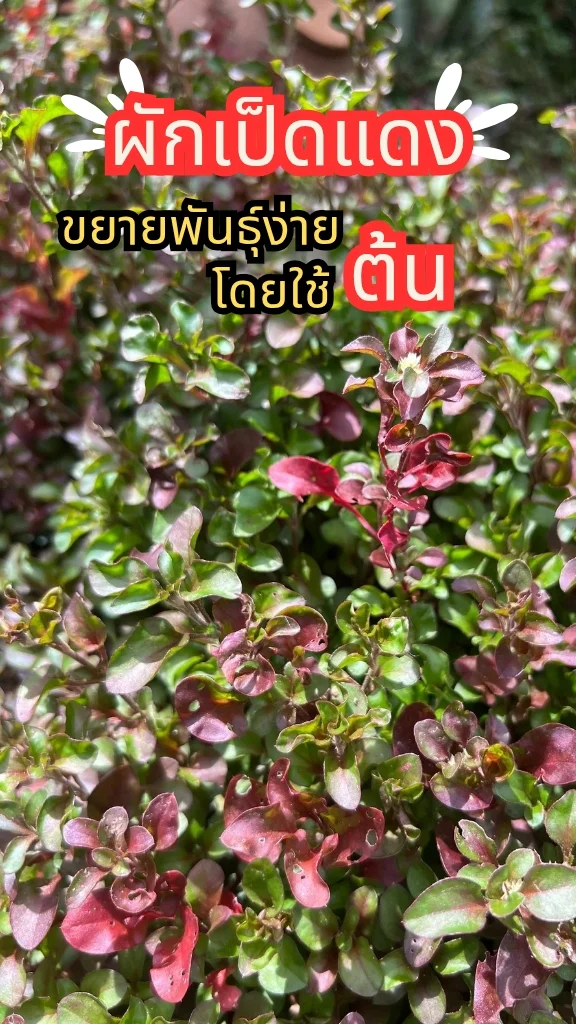 ต้นผักเป็ดแดง ไม้ประดับน่ารัก ทนแดด ขยายพันธุ์ง่าย